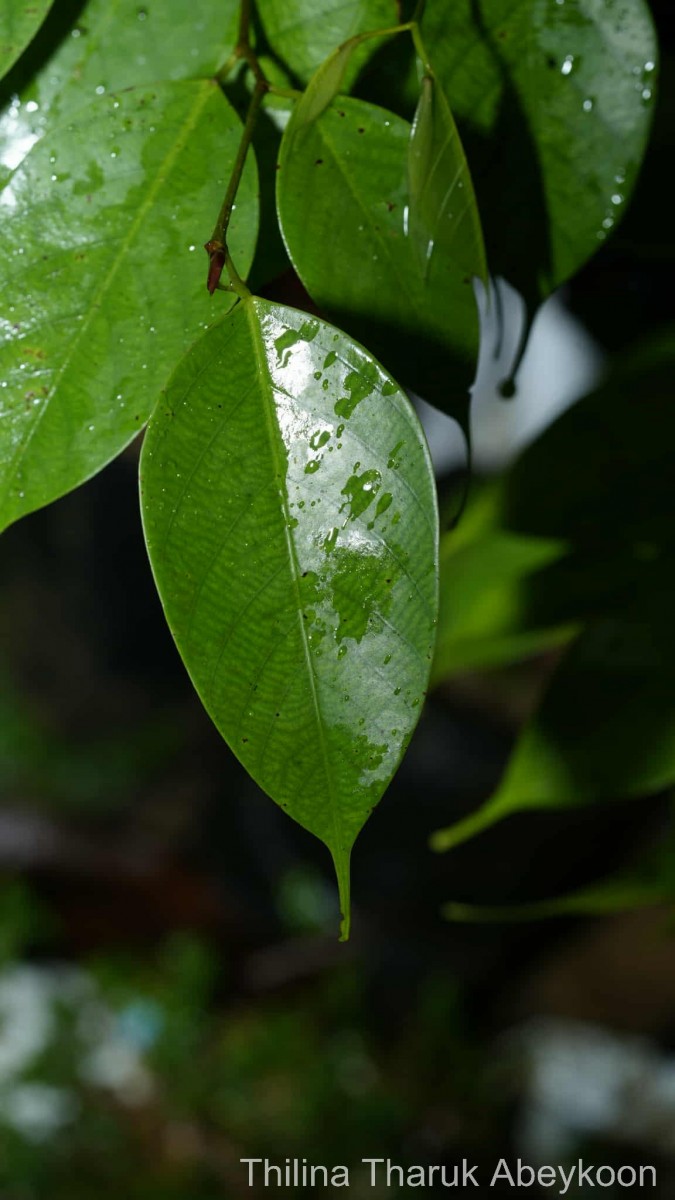 Doona ovalifolia Thwaites